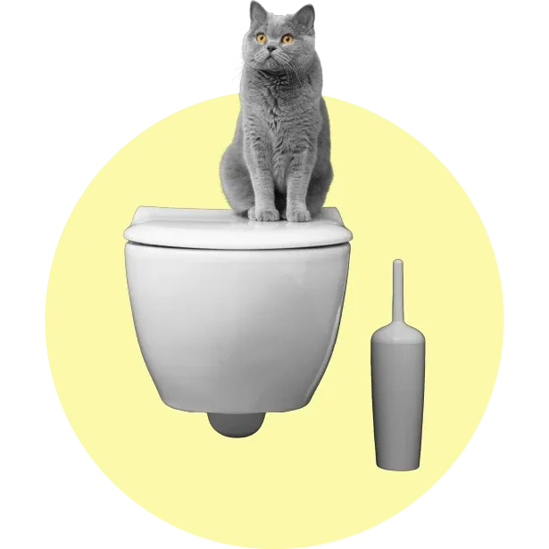 Yavru Kedinize Nasıl Tuvalet Eğitimi Verebilirsiniz?