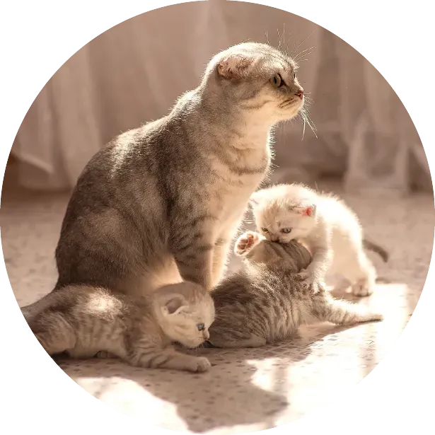 Yavru Kedinizin Sağlığını ve Bağışıklığını Desteklemenin Yolları