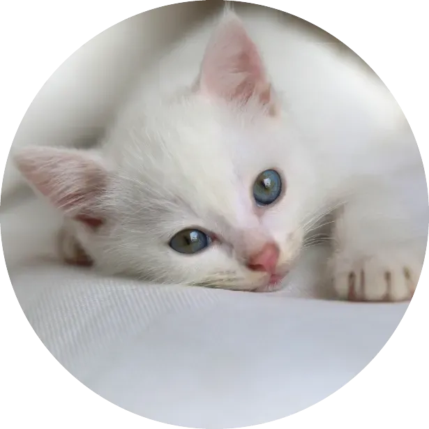 Yavru Kedinizin Sağlığını ve Bağışıklığını Desteklemenin Yolları