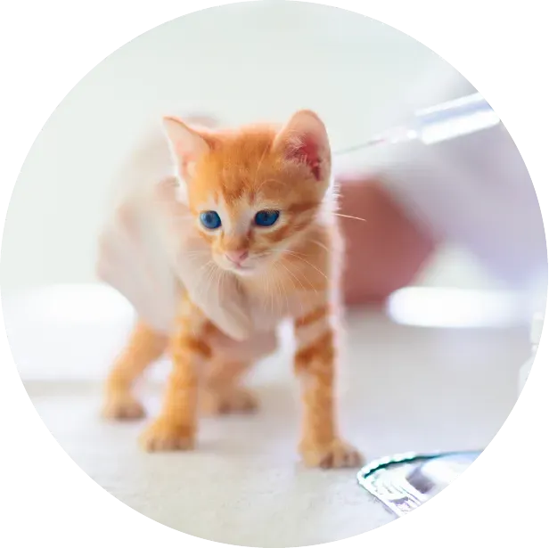 Yavru Kedinizin Sağlığını ve Bağışıklığını Desteklemenin Yolları