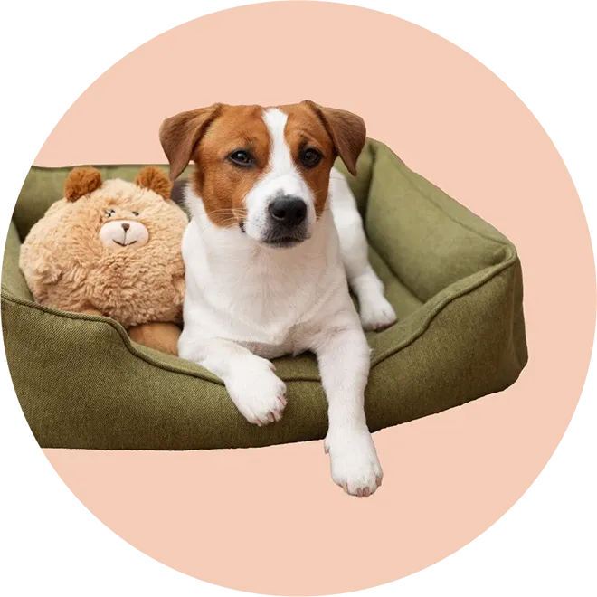 Bu Belirtilere Dikkat! Köpeğinizde Kalp Hastalığı Olabilir mi?